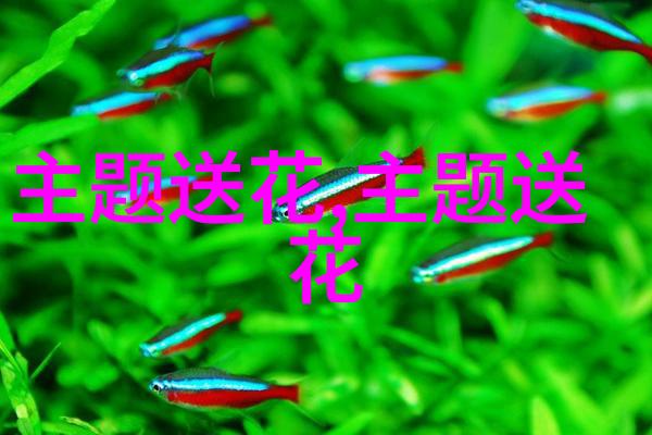 圣诞节给老师送什么花